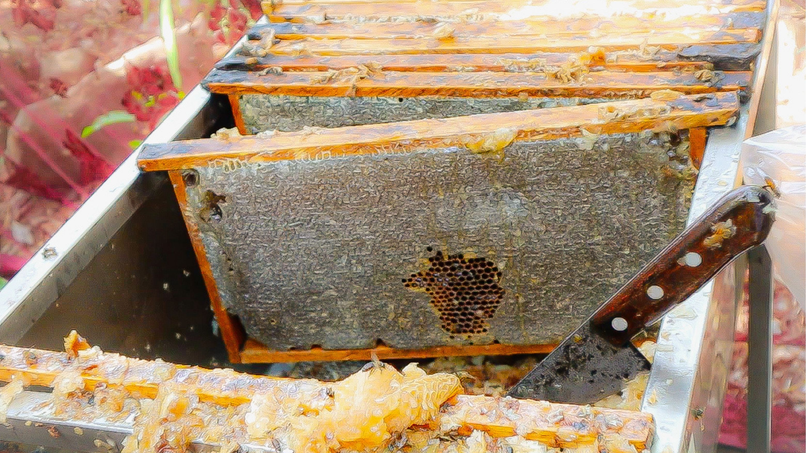 marco de madera con panal de abejas